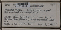 Physarum viride var. viride image